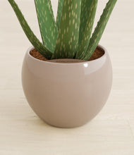 Load image into Gallery viewer, Desert Brown stand:all
