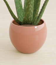 Load image into Gallery viewer, Calm Rose stand:all
