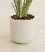 Load image into Gallery viewer, Cotton White stand:all
