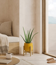 Load image into Gallery viewer, Mustard stand:bamboo
