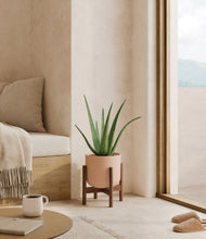 Load image into Gallery viewer, Sandy Pink stand:walnut
