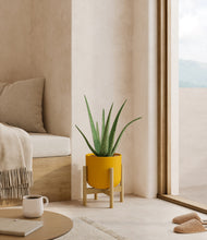 Load image into Gallery viewer, Sunset Orange stand:bamboo
