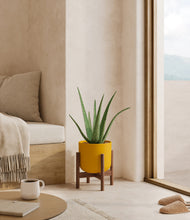 Load image into Gallery viewer, Sunset Orange stand:walnut
