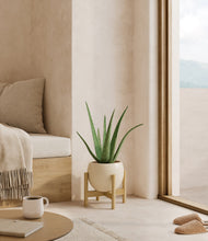 Load image into Gallery viewer, Shiny EggWhite stand:bamboo
