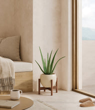 Load image into Gallery viewer, Shiny EggWhite stand:walnut
