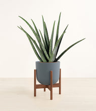 Load image into Gallery viewer, Iron Gray stand:walnut
