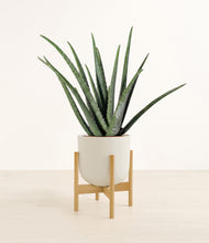 Load image into Gallery viewer, Natural Bamboo stand:bamboo
