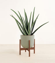 Load image into Gallery viewer, Sage Green stand:walnut
