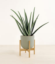 Load image into Gallery viewer, Sage Green stand:bamboo
