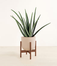 Load image into Gallery viewer, Sandy Pink stand:walnut

