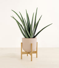 Load image into Gallery viewer, Sandy Pink stand:bamboo
