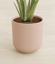 Load image into Gallery viewer, Sandy Pink stand:all
