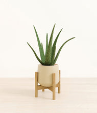 Load image into Gallery viewer, Almond Green stand:bamboo
