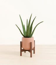 Load image into Gallery viewer, Calm Rose stand:walnut
