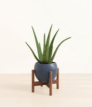 Load image into Gallery viewer, Deep Navy stand:walnut
