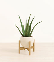 Load image into Gallery viewer, Shiny EggWhite stand:bamboo
