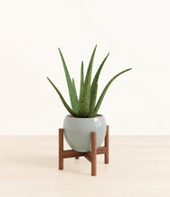 Load image into Gallery viewer, Deep Ocean stand:walnut
