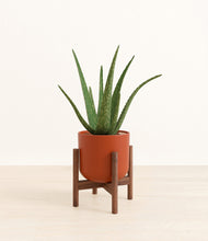 Load image into Gallery viewer, Earth Red stand:walnut

