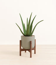 Load image into Gallery viewer, Sage Green stand:walnut

