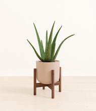 Load image into Gallery viewer, Sandy Pink stand:walnut
