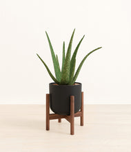 Load image into Gallery viewer, Stone Black stand:walnut
