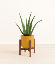 Load image into Gallery viewer, Sunset Orange stand:walnut

