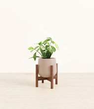 Load image into Gallery viewer, Eternal Gray stand:walnut
