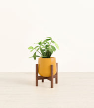 Load image into Gallery viewer, Mustard stand:walnut

