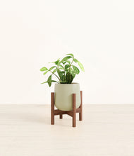 Load image into Gallery viewer, Turquoise stand:walnut
