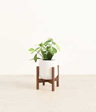 Load image into Gallery viewer, White stand:walnut
