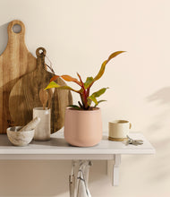 Load image into Gallery viewer, Gentle Pink
