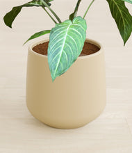 Load image into Gallery viewer, Almond Green stand:all
