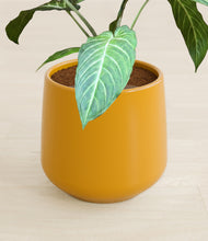 Load image into Gallery viewer, Mustard stand:all
