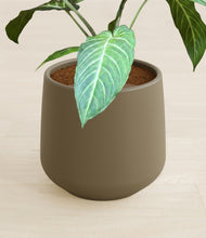 Load image into Gallery viewer, Olive stand:all
