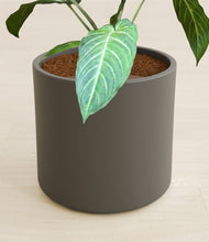 Load image into Gallery viewer, Dark Olive stand:all

