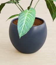 Load image into Gallery viewer, Deep Navy stand:all
