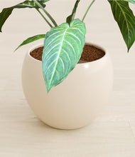 Load image into Gallery viewer, Shiny EggWhite stand:all

