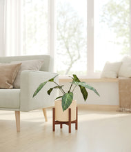 Load image into Gallery viewer, Cream stand:walnut
