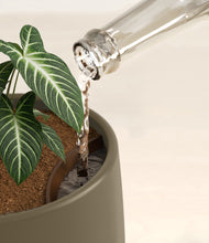 Load image into Gallery viewer, Olive stand:all

