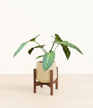 Load image into Gallery viewer, Almond Green stand:walnut
