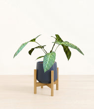Load image into Gallery viewer, Deep Navy stand:bamboo
