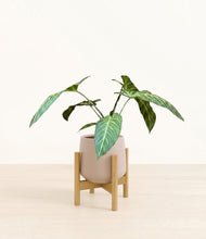 Load image into Gallery viewer, Eternal Gray stand:bamboo
