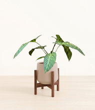 Load image into Gallery viewer, Eternal Gray stand:walnut
