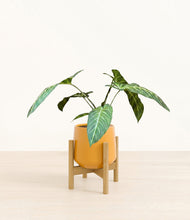 Load image into Gallery viewer, Mustard stand:bamboo
