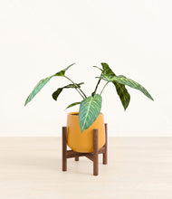 Load image into Gallery viewer, Mustard stand:walnut
