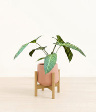 Load image into Gallery viewer, Calm Rose stand:bamboo
