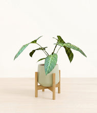 Load image into Gallery viewer, Turquoise stand:bamboo

