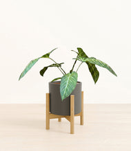 Load image into Gallery viewer, Dark Olive stand:bamboo
