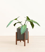 Load image into Gallery viewer, Dark Olive stand:walnut
