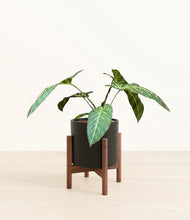 Load image into Gallery viewer, Black stand:walnut
